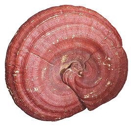 GBA游戏《超级马里奥赛车A》的秘密：耀西惨遭歧视